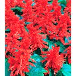 Сальвия Хитоми Red /1 г/ *Kitano Seeds*