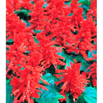 Сальвія Хітомі Red /1 г/ *Kitano Seeds*