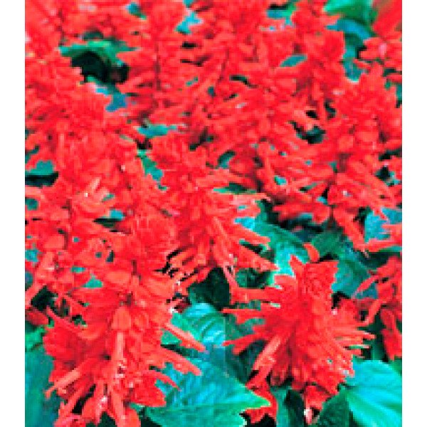 Насіння сальвії Хітомі Red /1 г/ *Kitano Seeds*