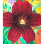 Сальпиглоссис Либра Chocolate /100 драже/ *Kitano Seeds*