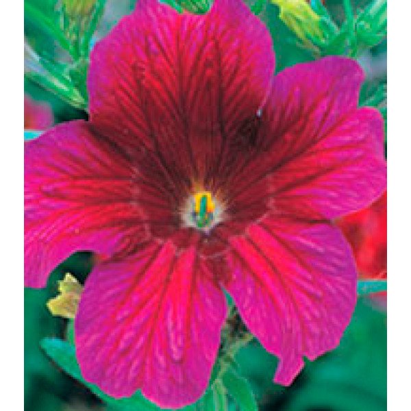 Насіння сальпіглосісу Лібра Purple /100 драже/ *Kitano Seeds*