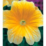 Сальпіглосіс Лібра Yellow /100 драже/ *Kitano Seeds*