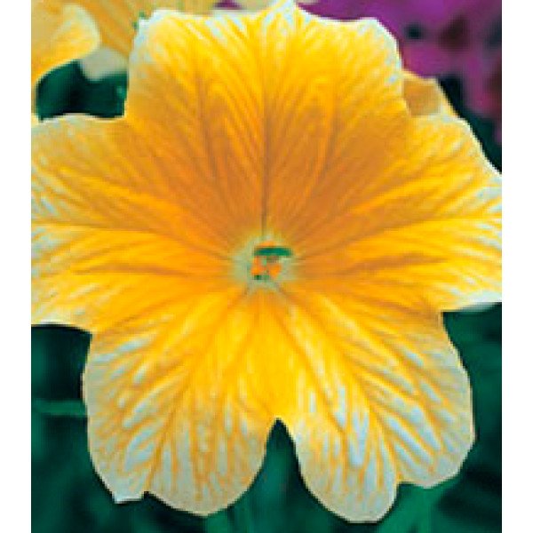 Насіння сальпіглосісу Лібра Yellow /100 драже/ *Kitano Seeds*