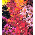 Сальпіглосіс Лібра Mixed /100 драже/ *Kitano Seeds*