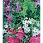 Табак Арома Formula Mixed /250 драже/ *Kitano Seeds*