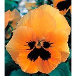 Віола Династія Orange Blotch /100 насінин/ *Kitano Seeds*