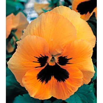 Віола Династія Orange Blotch /100 насінин/ *Kitano Seeds*