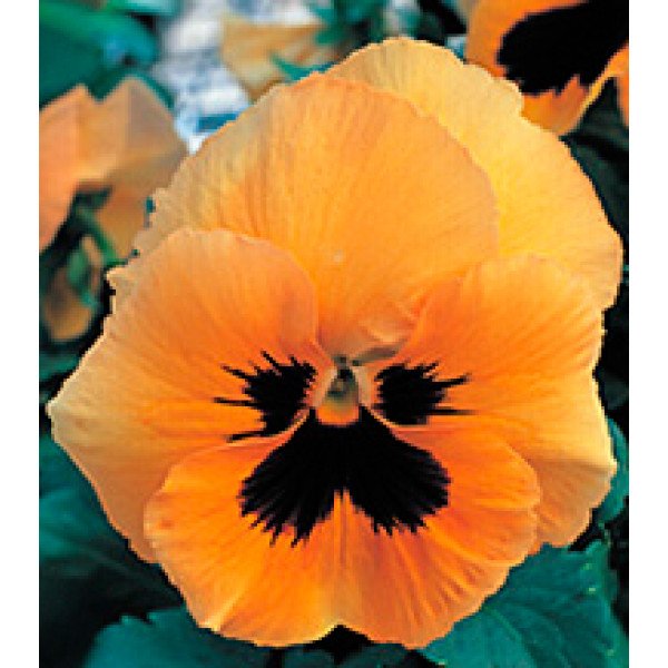 Насіння віоли Династія Orange Blotch /500 насінин/ *Kitano Seeds*