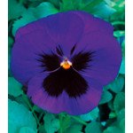 Віола Династія Blue Blotch /500 насінин/ *Kitano Seeds*