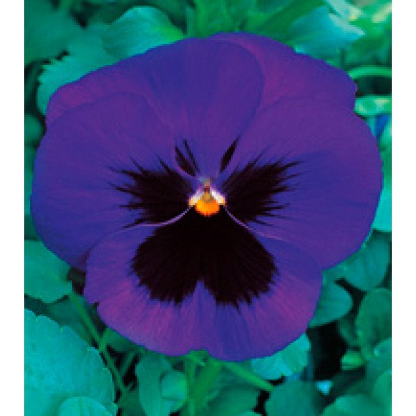 Насіння віоли Династія Blue Blotch /500 насінин/ *Kitano Seeds*