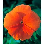 Виола Династия Orange /100 семян/ *Kitano Seeds*