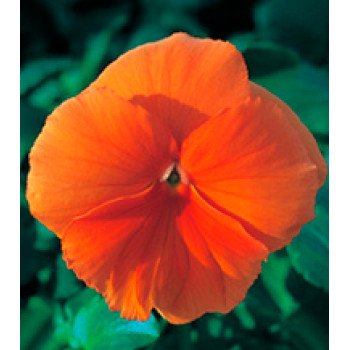 Віола Династія Orange /500 насінин/ *Kitano Seeds*