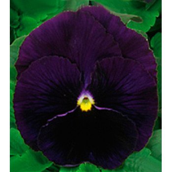 Віола Династія Purple /100 насінин/ *Kitano Seeds*