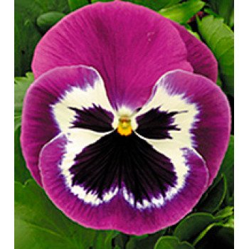 Віола Династія Purple Bicolour /500 насінин/ *Kitano Seeds*