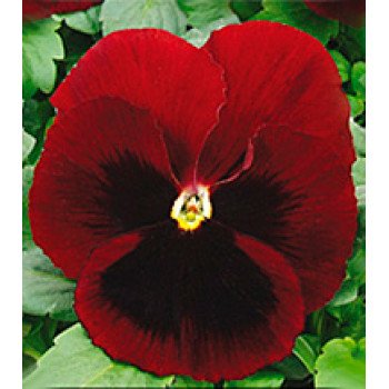 Віола Династія Red Blotch /500 насінин/ *Kitano Seeds*