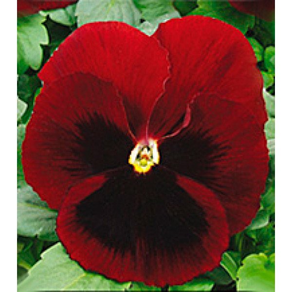 Насіння віоли Династія Red Blotch /500 насінин/ *Kitano Seeds*