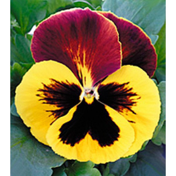 Насіння віоли Династія Red Wing /100 насінин/ *Kitano Seeds*