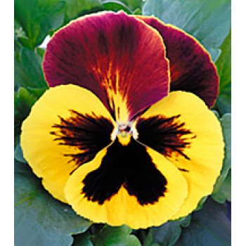 Віола Династія Red Wing /500 насінин/ *Kitano Seeds*