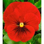 Виола Династия Scarlet Shades /500 семян/ *Kitano Seeds*