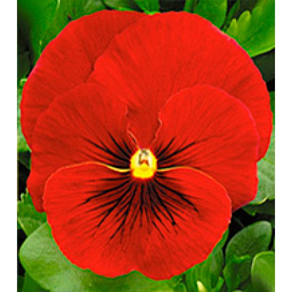 Насіння віоли Династія Scarlet Shades /500 насінин/ *Kitano Seeds*