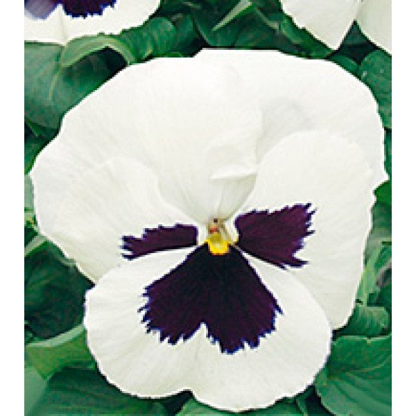 Насіння віоли Династія White Blotch /100 насінин/ *Kitano Seeds*