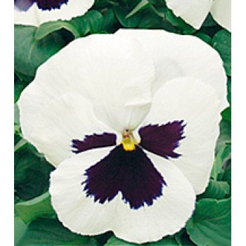 Віола Династія White Blotch /500 насінин/ *Kitano Seeds*