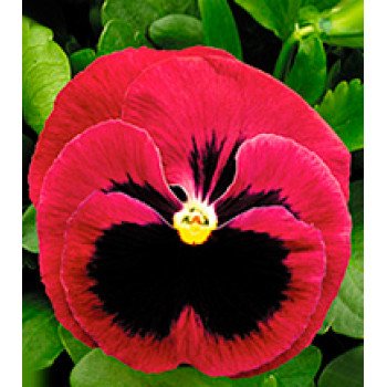 Віола Династія Rose Blotch /500 насінин/ *Kitano Seeds*