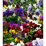 Віола Династія Blotched Mixed /100 насінин/ *Kitano Seeds*