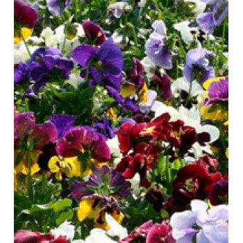 Віола Династія Blotched Mixed /500 насінин/ *Kitano Seeds*