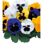 Віола Династія Formula Mixed /100 насінин/ *Kitano Seeds*