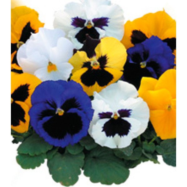 Насіння віоли Династія Formula Mixed /500 насінин/ *Kitano Seeds*