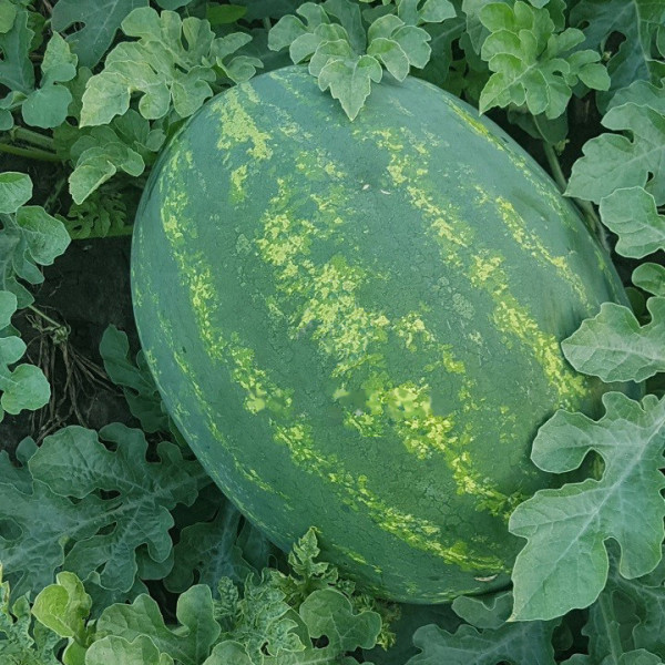 Насіння кавуна Найсі (KS 638) F1 /100 насінин/ *Kitano Seeds*