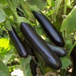 Баклажан Самурай F1 /100 насінин/ *Kitano Seeds*