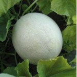 Диня Міра F1 (KS 7037 F1) /100 насінин/ *Kitano Seeds*