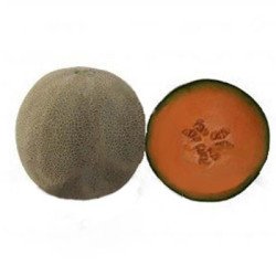 Дыня Севинта (KS 7084) F1 /100 семян/ *Kitano Seeds*