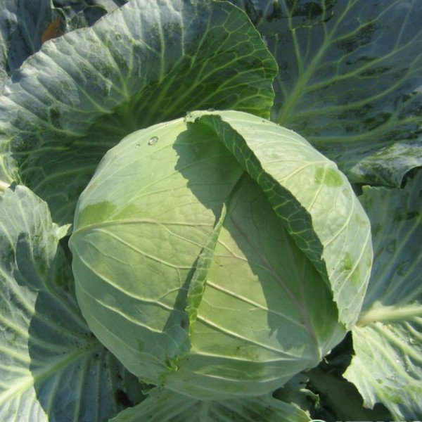 Семена капусты белокочанной Наоми F1 /2.500 семян/ *Kitano Seeds*