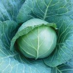 Капуста білоголова KS 15 (Коматі) F1 /2.500 насінин/ *Kitano Seeds*