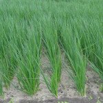 Лук на перо Вулкан /100 г/ *Kitano Seeds*