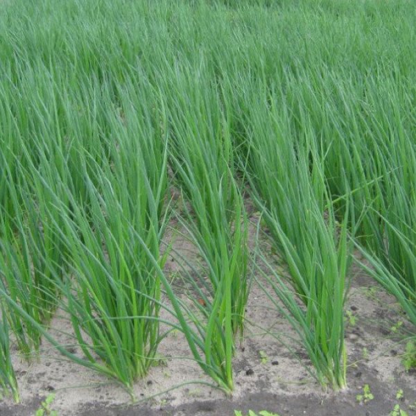 Семена лука на перо Вулкан /20 г/ *Kitano Seeds*