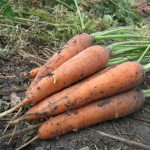 Морковь Мацури F1 /10.000 семян/ *Kitano Seeds*