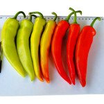 Перець гіркий Кампай F1 /500 насінин/ *Kitano Seeds*