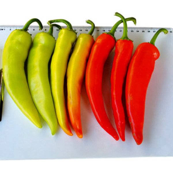 Семена перца горького Кампай F1 /500 семян/ *Kitano Seeds*