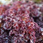 Салат KS 101 F1 /5 г/ *Kitano Seeds*