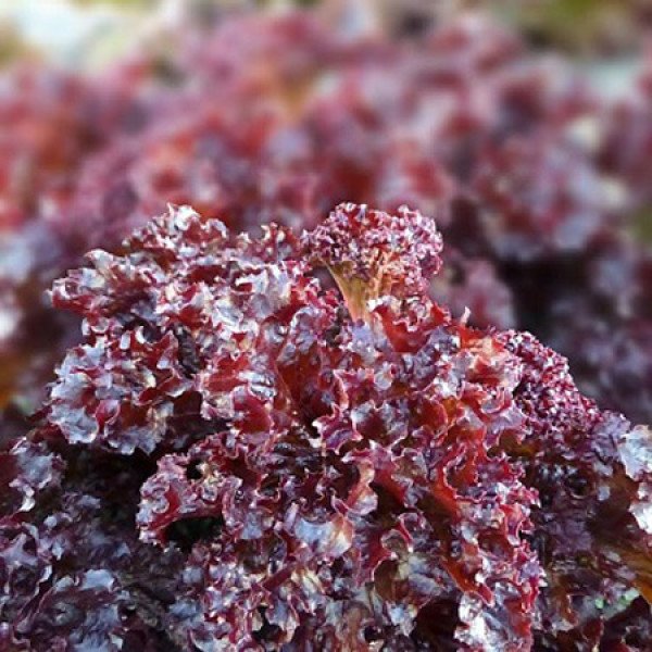 Семена салата KS 101 F1 /5 г/ *Kitano Seeds*