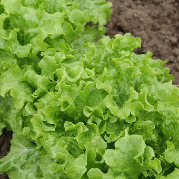 Семена салата KS 190 F1 /5 г/ *Kitano Seeds*