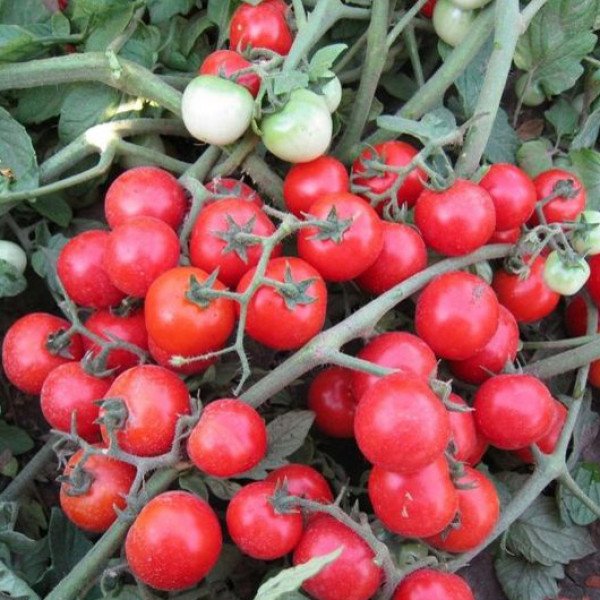 Семена томата Конори F1 /100 семян/ *Kitano Seeds*