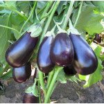 Баклажан Прадо F1 /250 насінин/ *Kitano Seeds*