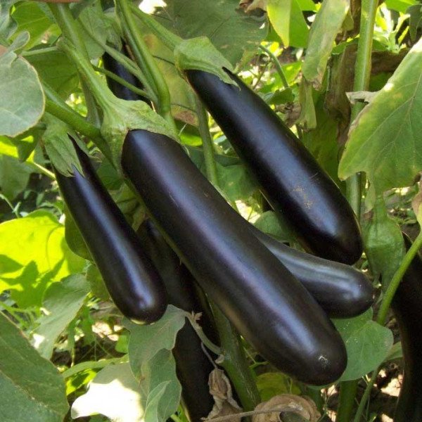 Насіння баклажана Самурай F1 /250 насінин/ *Kitano Seeds*