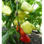 Перець солодкий Яніка F1 /500 насінин/ *Kitano Seeds*