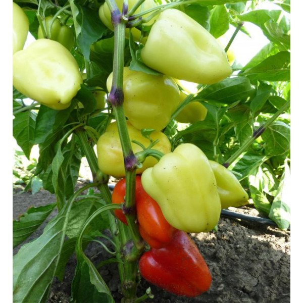 Насіння перцю солодкого Яніка F1 /500 насінин/ *Kitano Seeds*